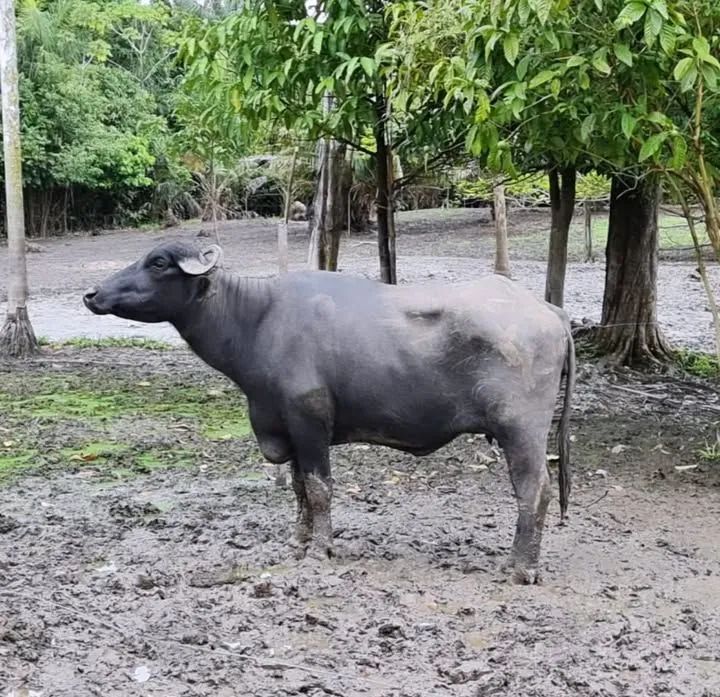 Búfalas Qualidade  - Foto 5