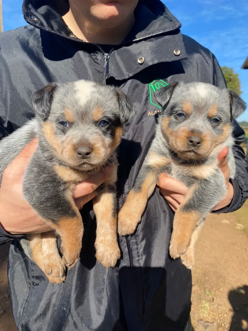 Filhotes Australian Cattle Dog