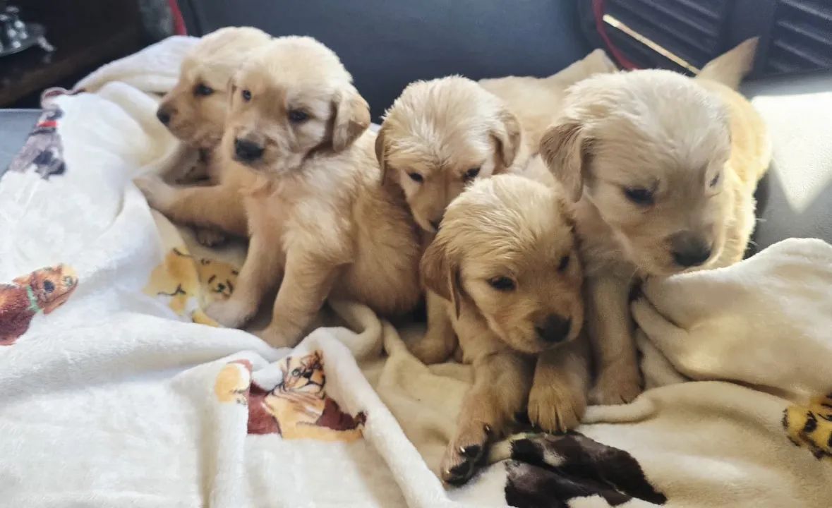 Filhotes femea Golden Retriever com Pedigree (opcional) - Foto 3