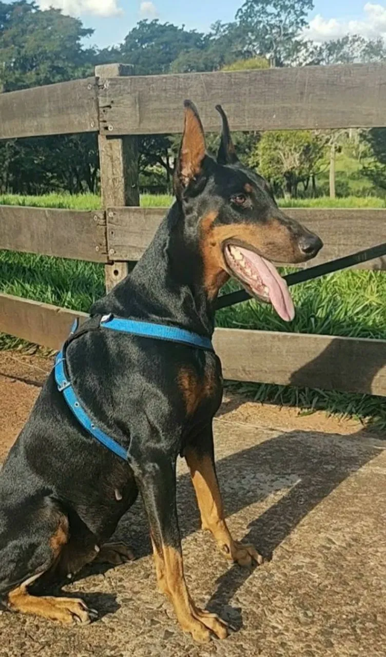 Filhotes de Doberman disponível