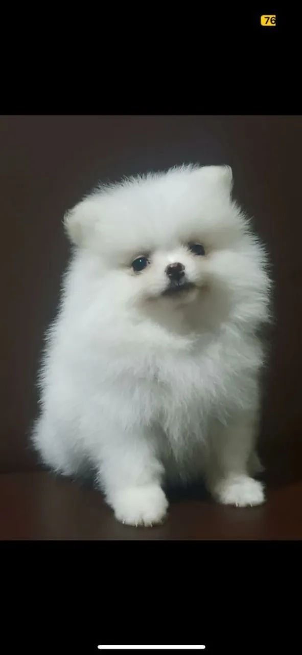 Spitz Alemão (Lulu da Pomerânia)
