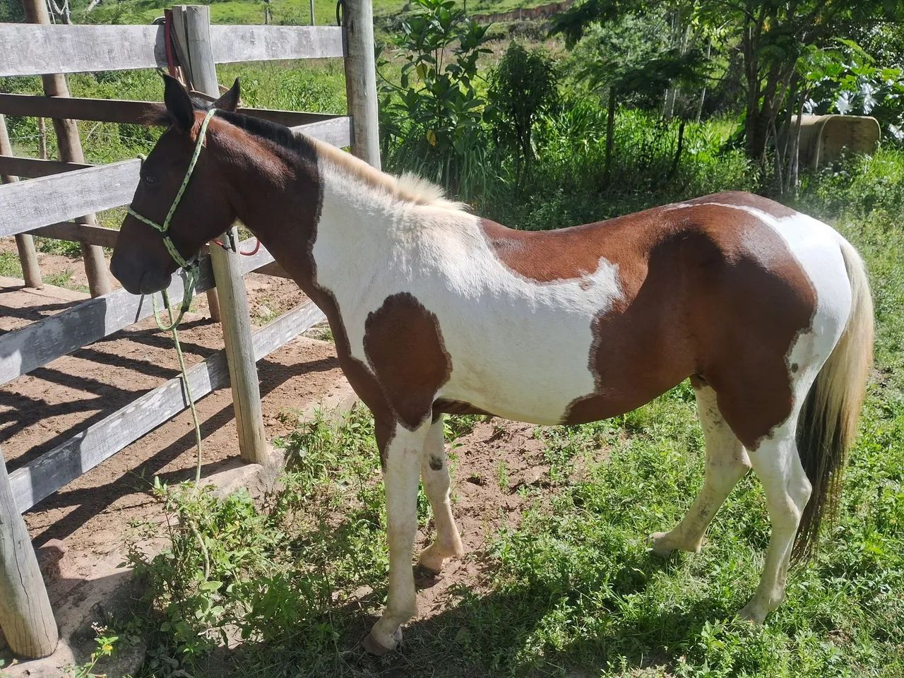 Potro Paint Horse - 6 ano - Foto 5
