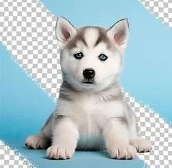 O Husky Siberiano é um verdadeiro espírito livre.