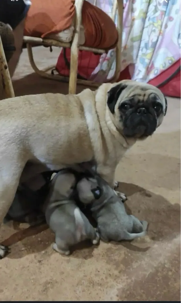 Filhotes de Pug