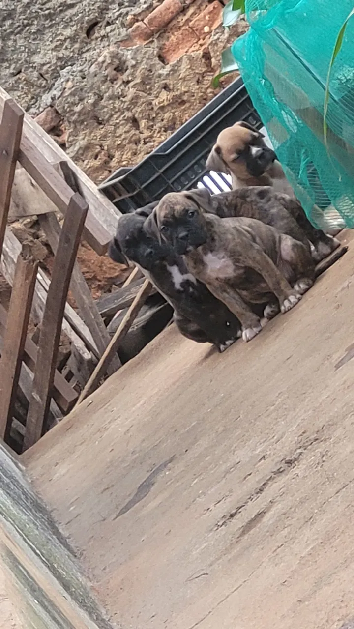Filhotes de Boxer