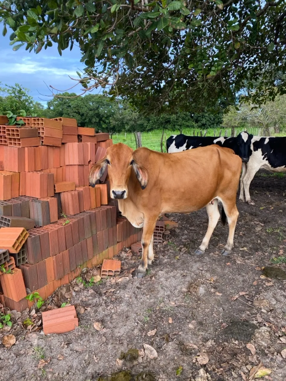 Vende- se vacas de leite e bezerras