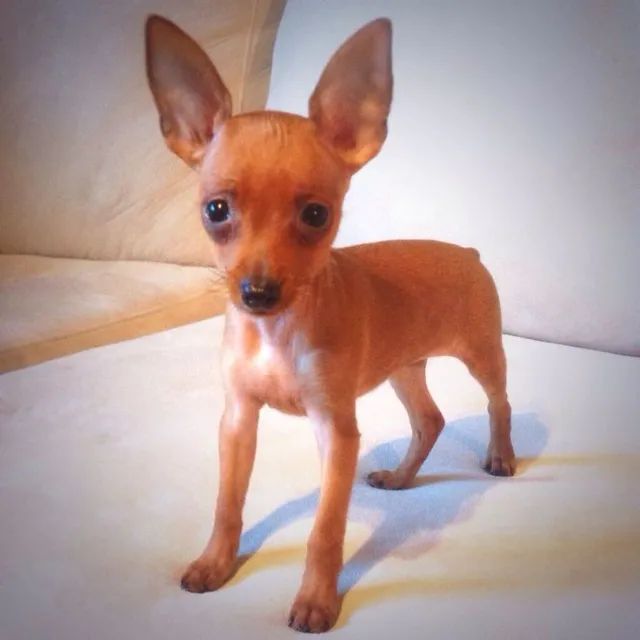 Pinscher Pequenos Filhotes 