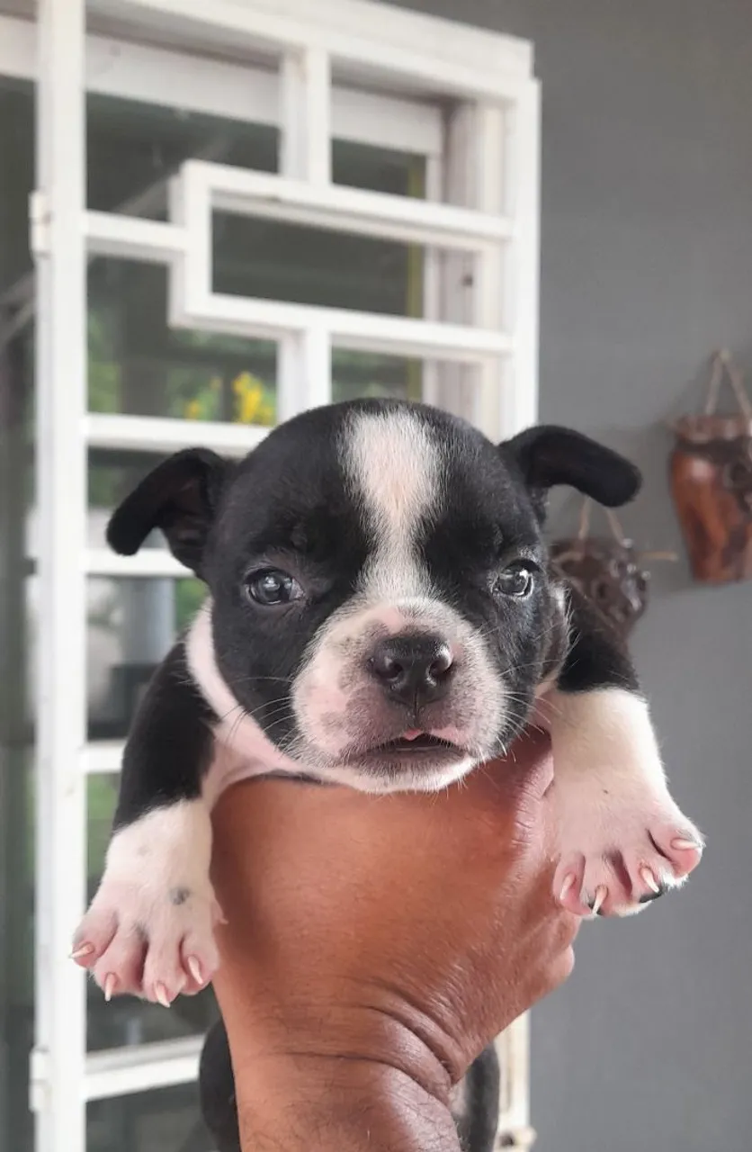 American Bully MICRO
