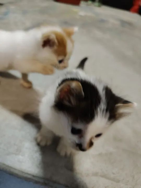 Dois gatinhos fofinhos para adoção - Foto 3