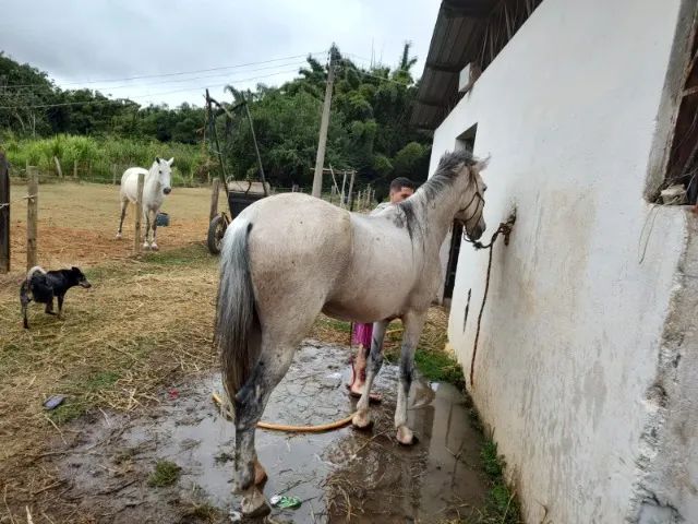 vendo cavalo manga largo minieiro marchador