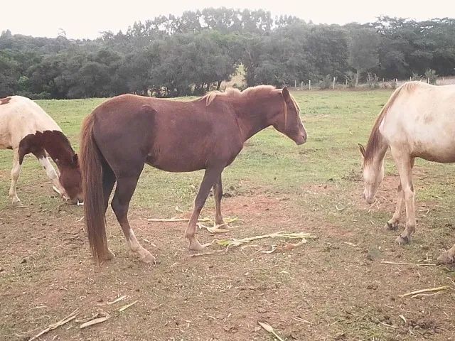 BARBADA, lindas potras chucras Mangalarga Marchador Puro Sangue-Parcelamos - Foto 3