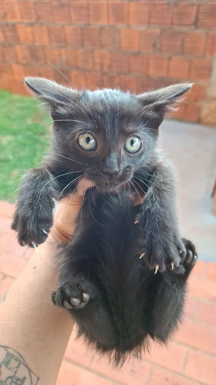 Doação 
