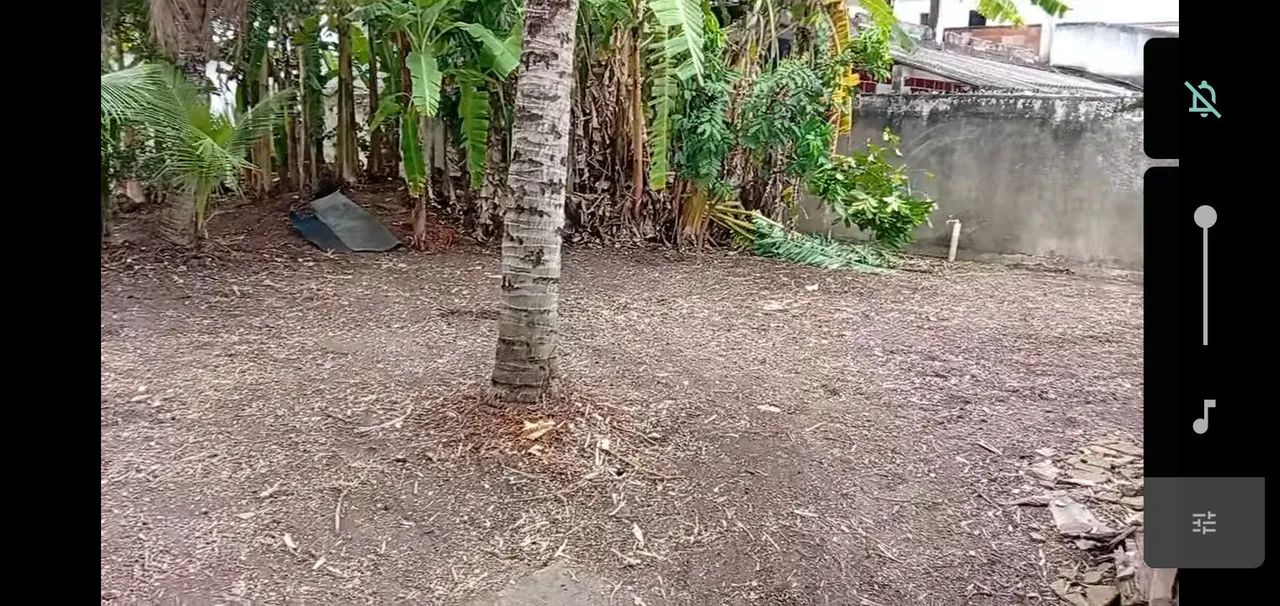 Limpeza de terreno e jardinagem em geral  - Foto 3