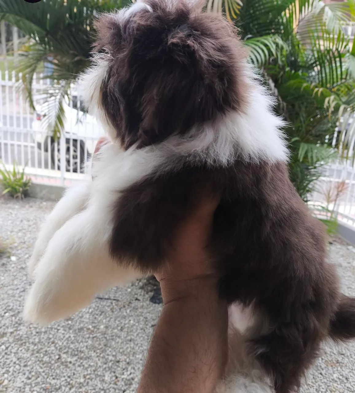Filhote macho Shih Tzu chocolate  - Foto 5