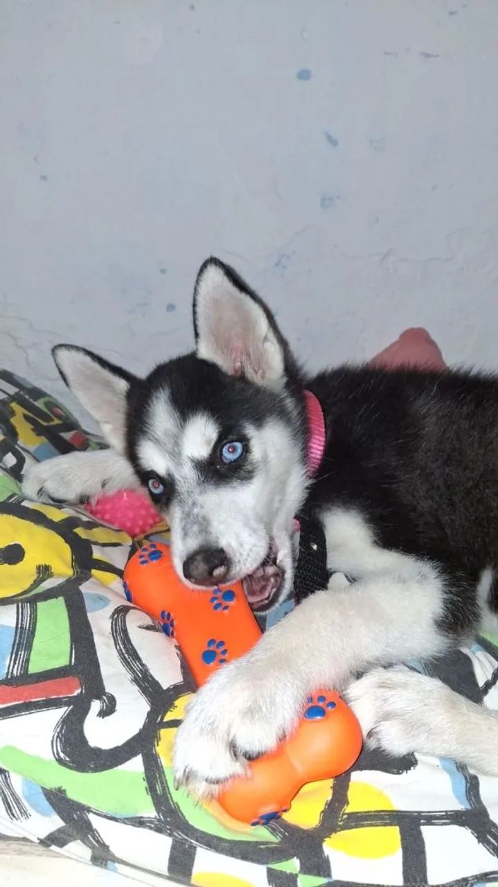 Vendo filhote de husky siberiano fêmea
