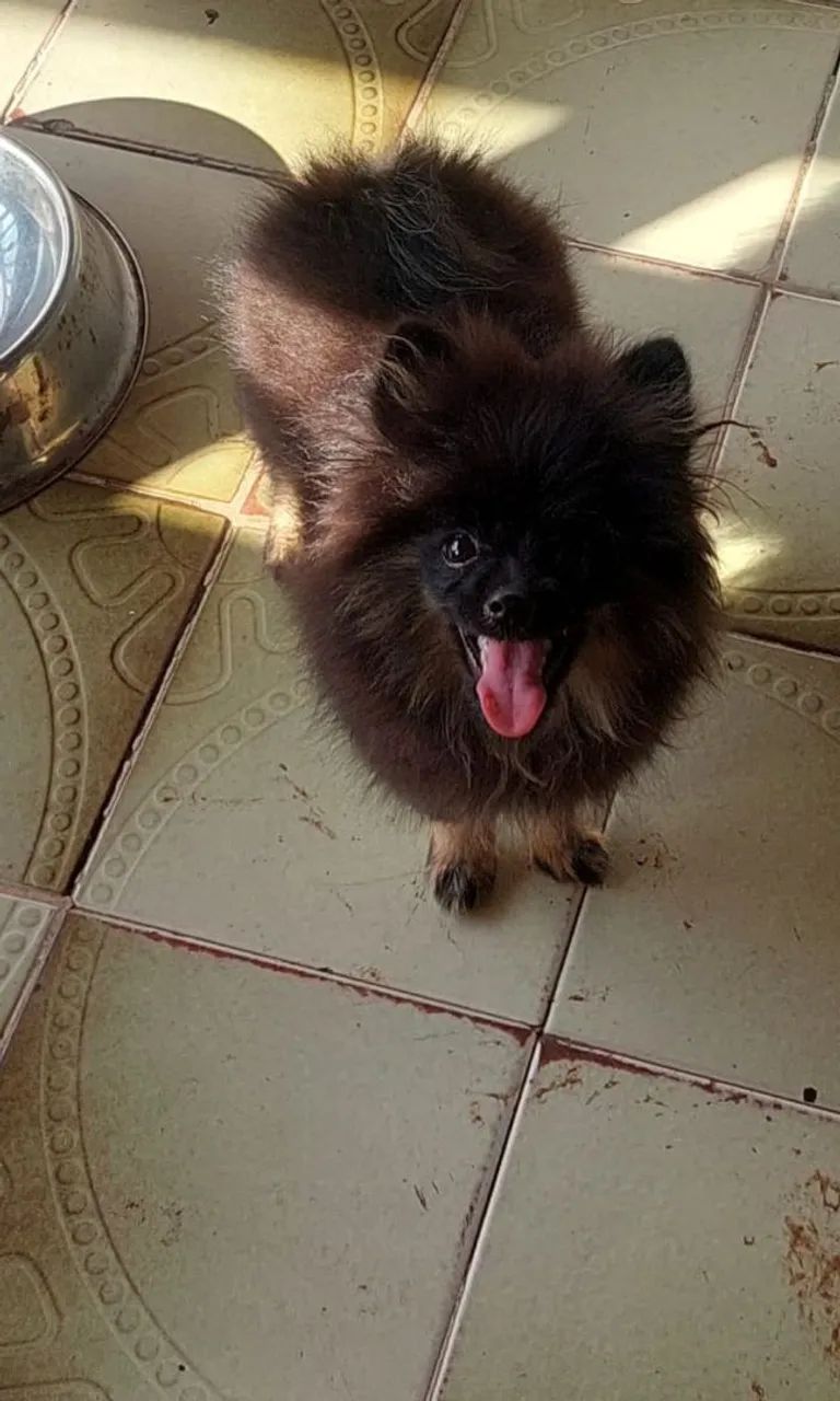 Spitz alemão  - Foto 3