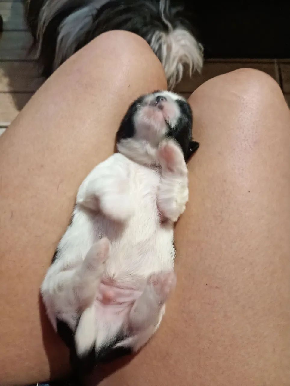 Shitzu puro pai e mãe  - Foto 3