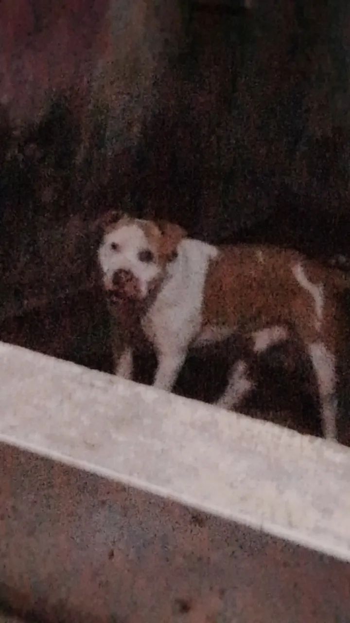Pitbull Americanbully  - Foto 4