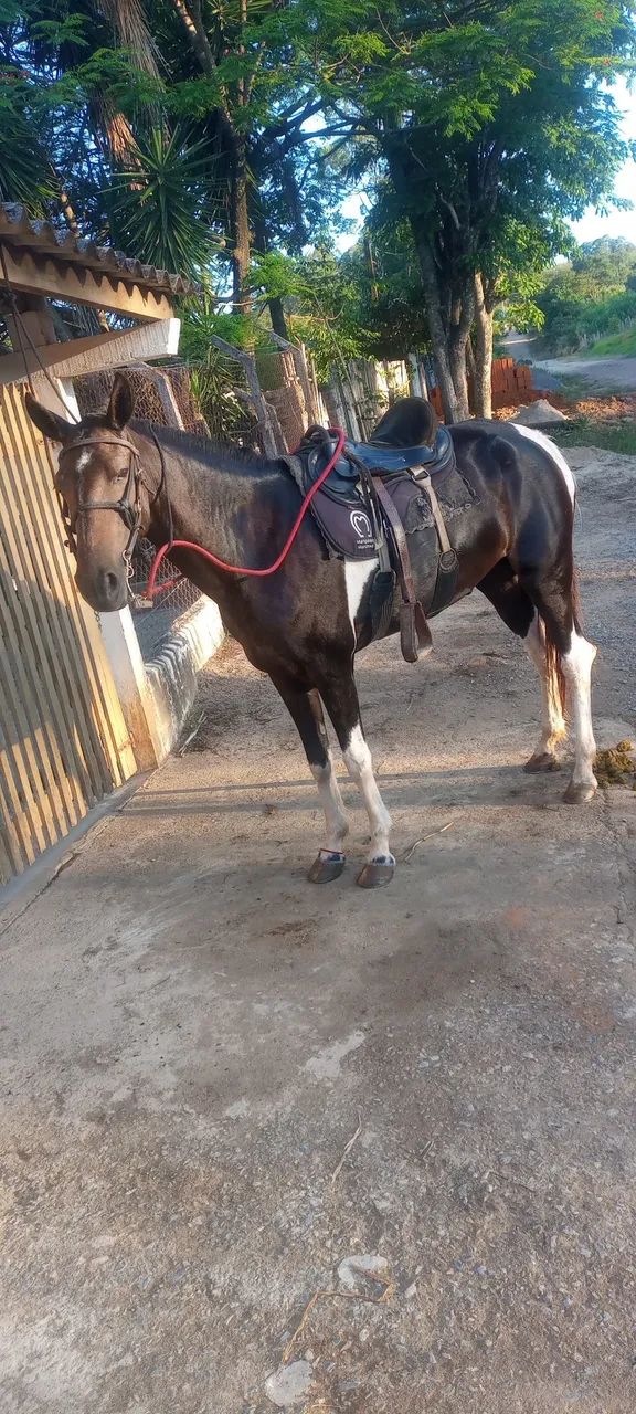 égua mangá larga  - Foto 3