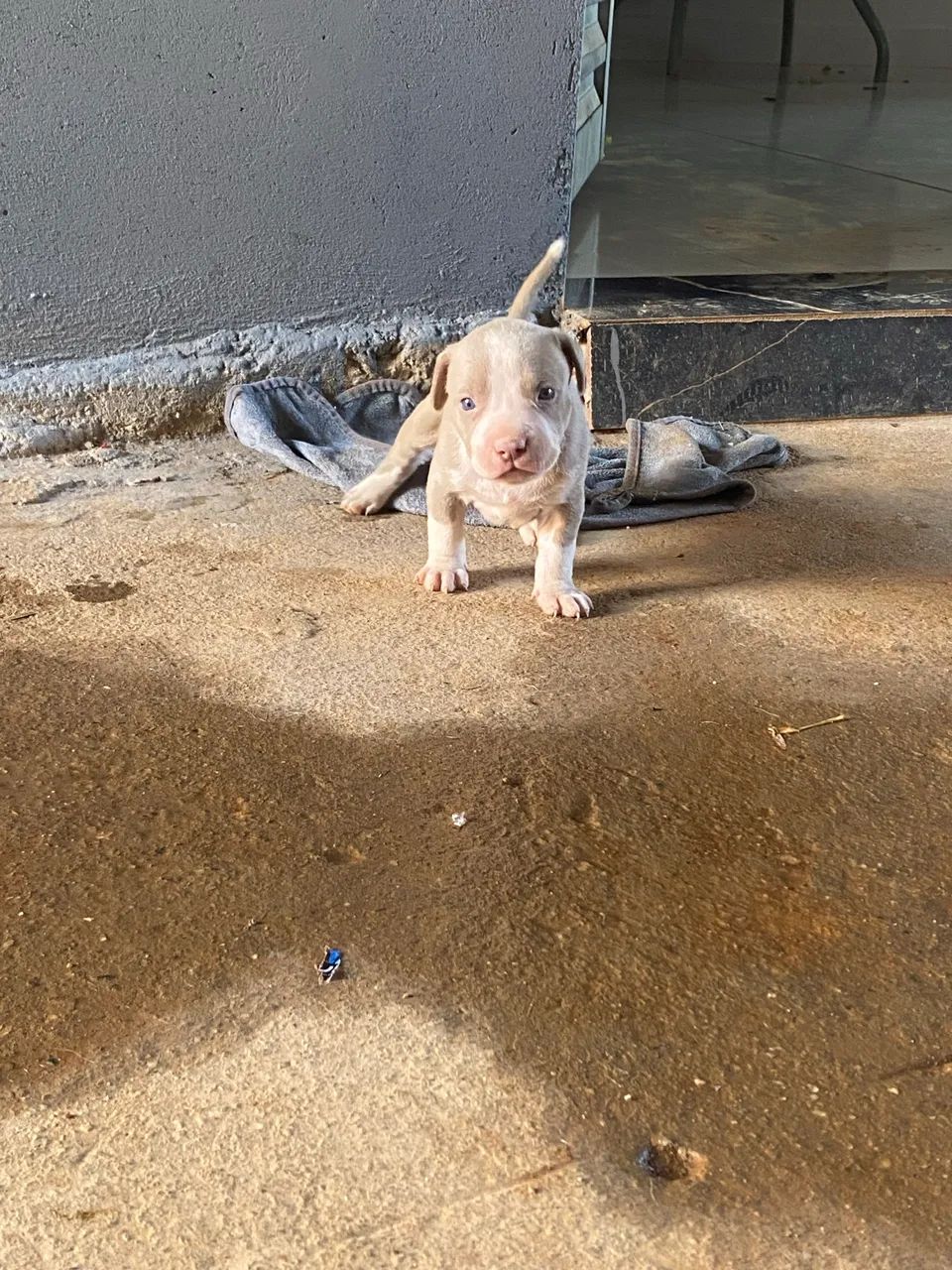 Pitbull  - Foto 4