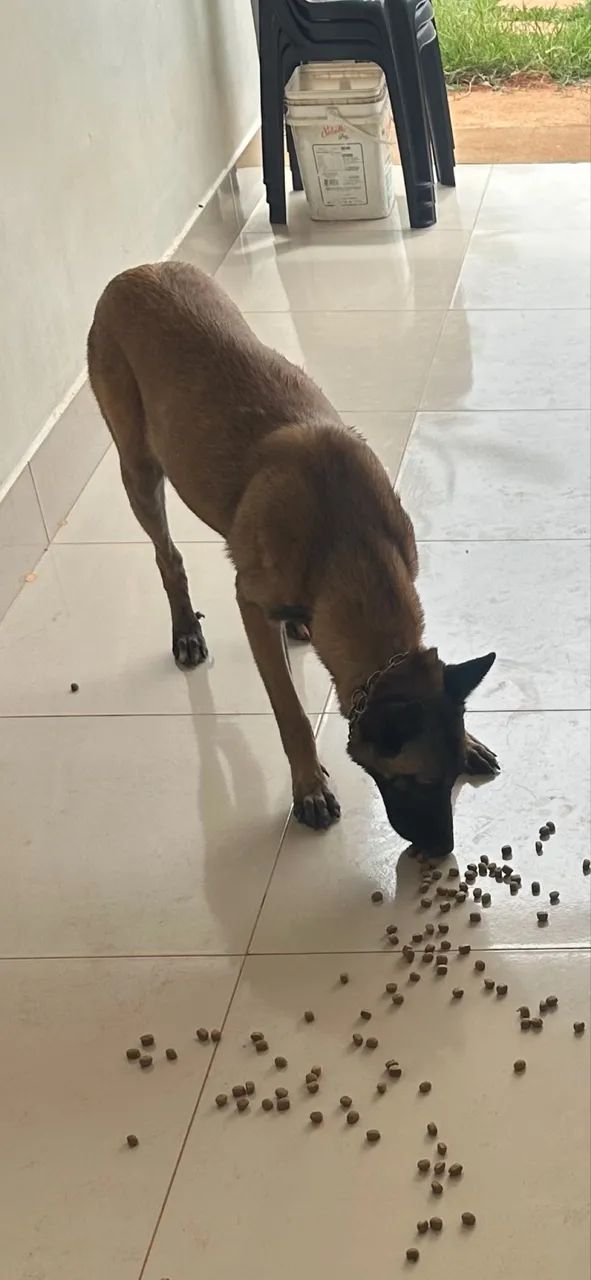 Pastor Belga Malinois