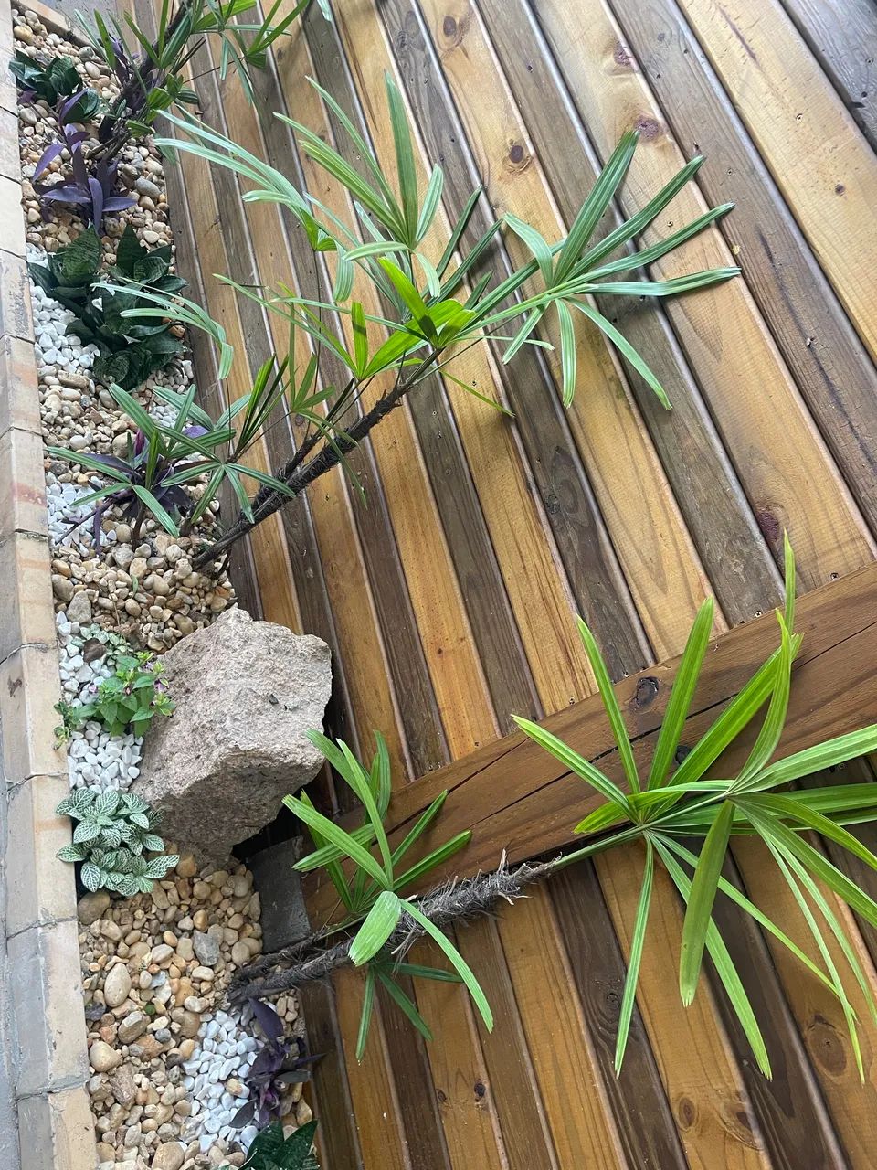  Casa e lofts com Piscina a 450 metros da praia do Campeche em Florianópolis... - Foto 8