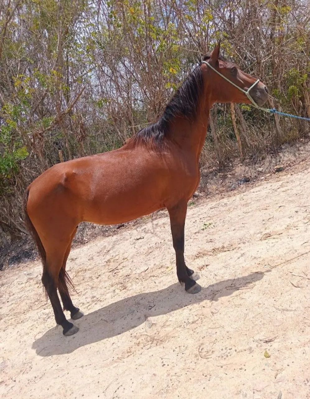 Vendo e troco egua andando muito  - Foto 3