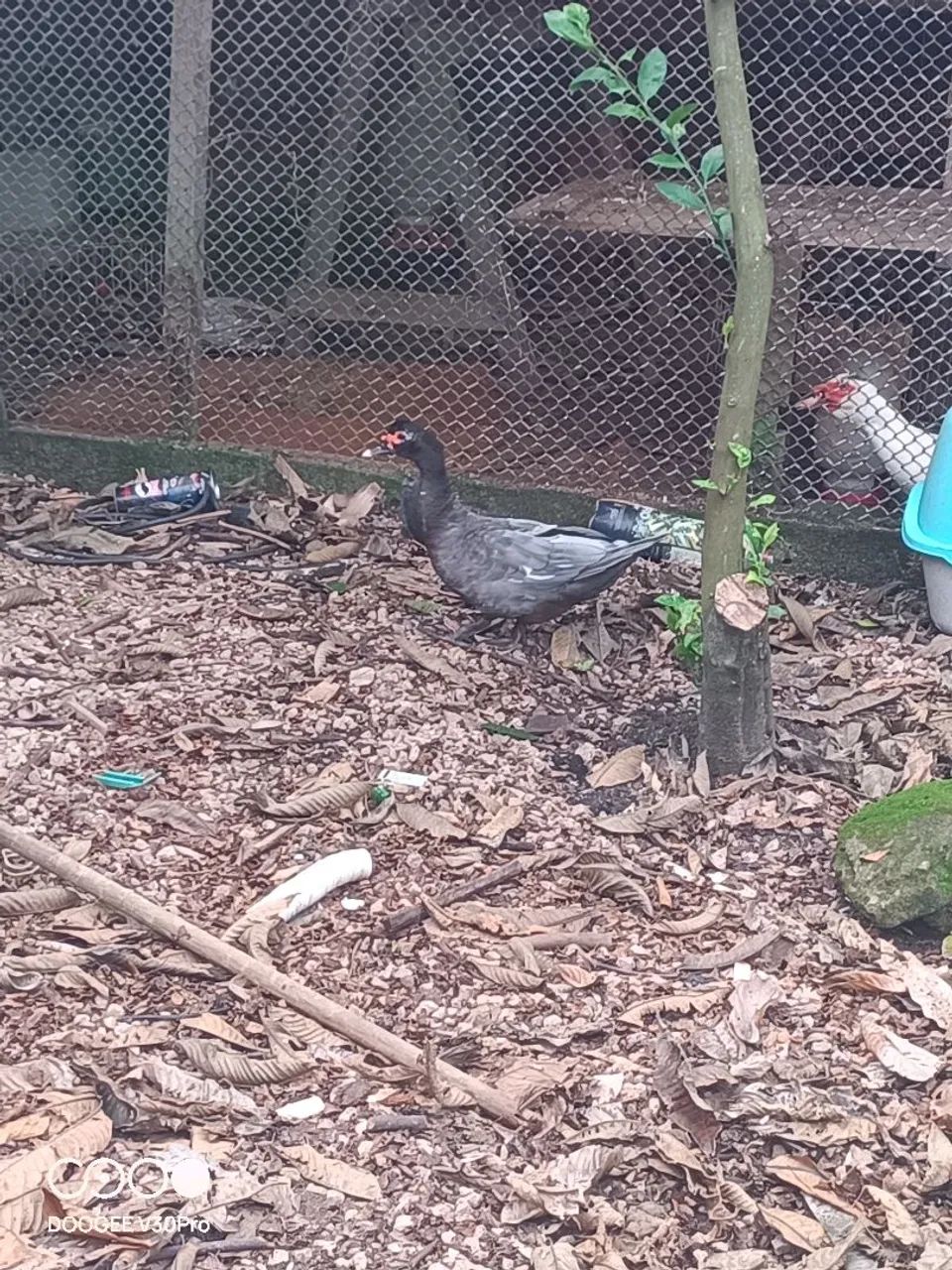 Casal de patos  - Foto 2