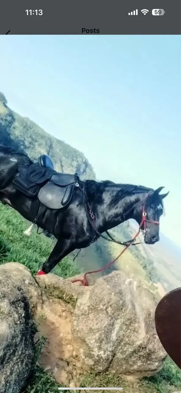 Cavalo