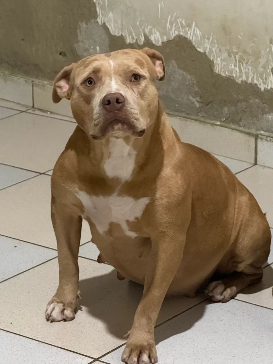 Cachorro Pit Monster 