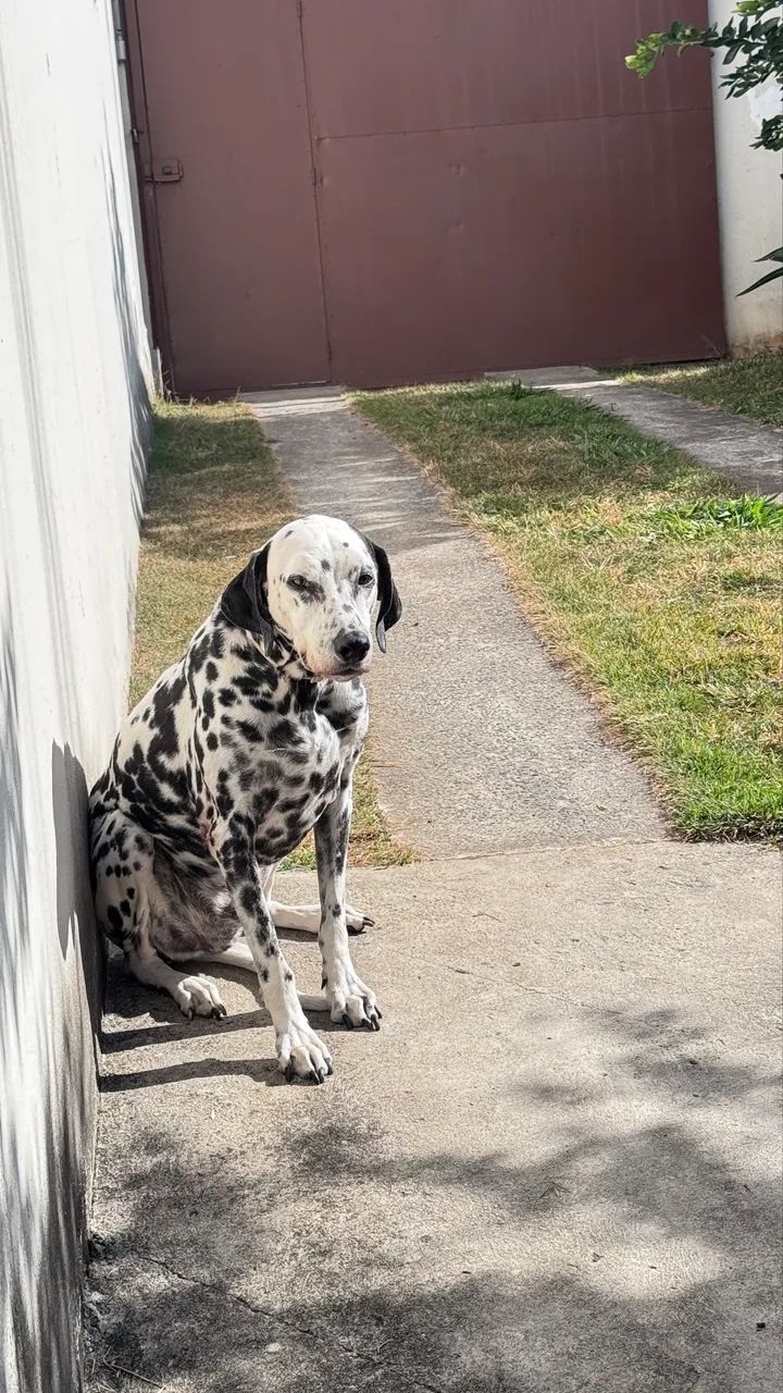 Doa-se Dalmata - Foto 2