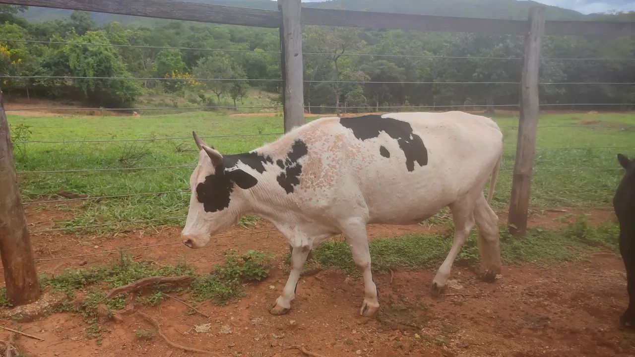 Vacas Girolandas