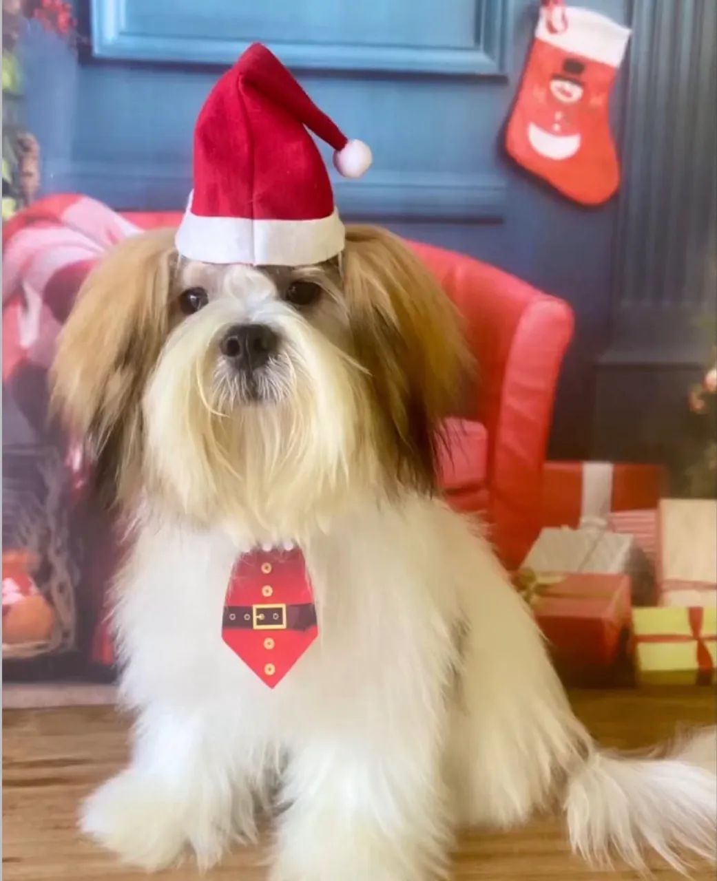 Lhasa apso ( para ter filhote) - Foto 2