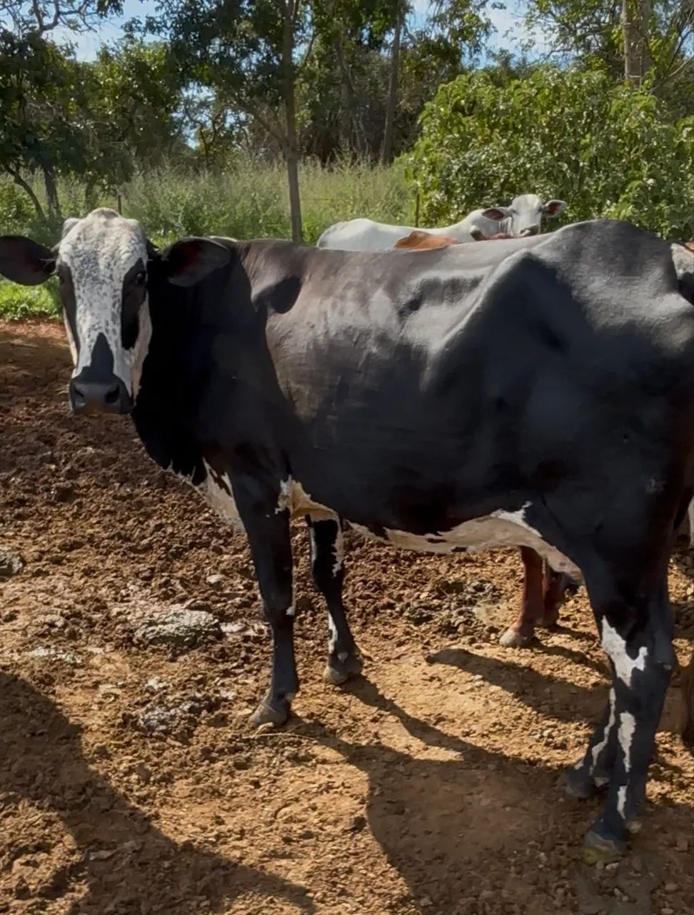 Vacas à venda  - Foto 5