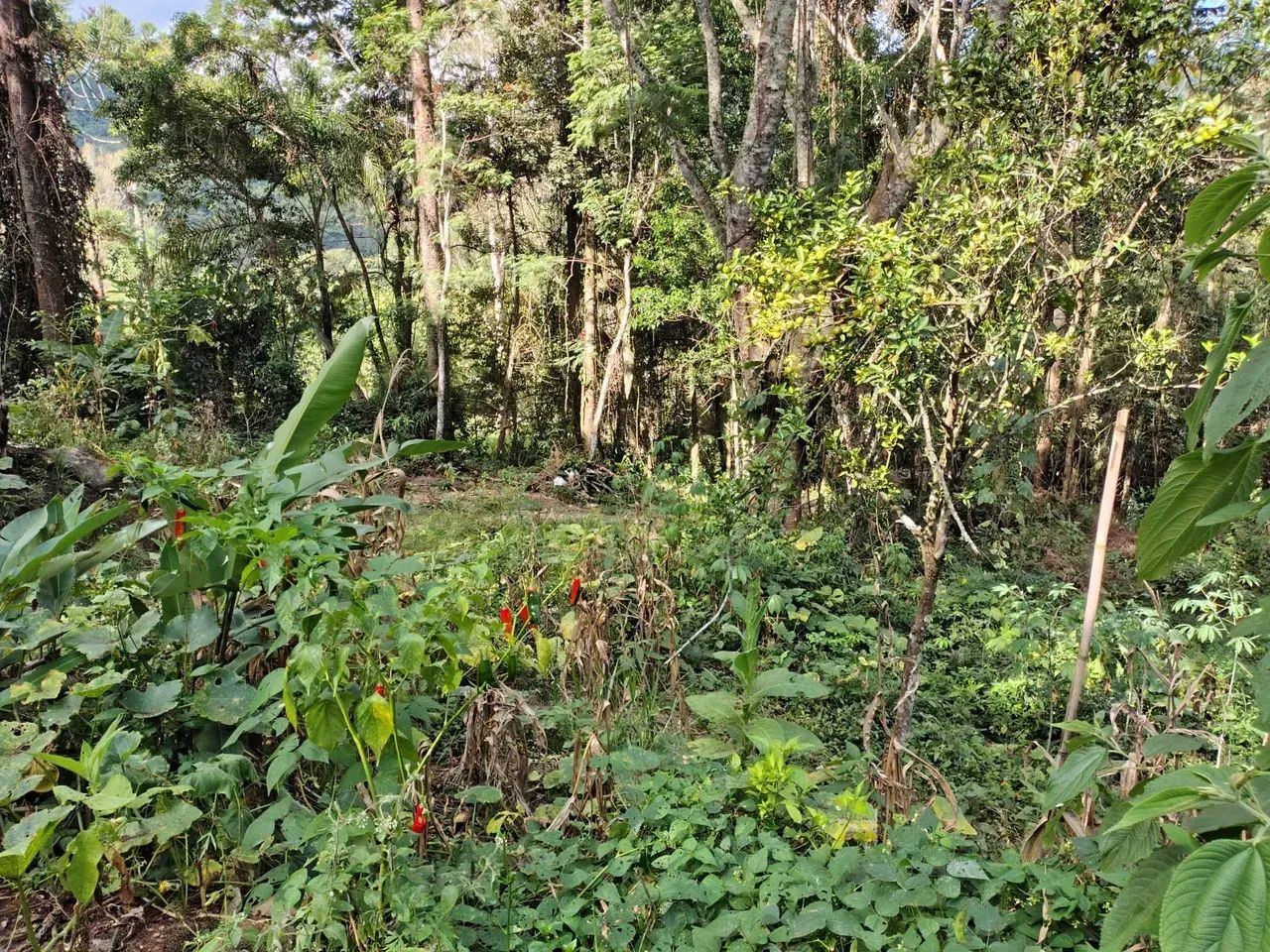 sitio 2 5 alqueires em Joanópolis sp - Foto 4