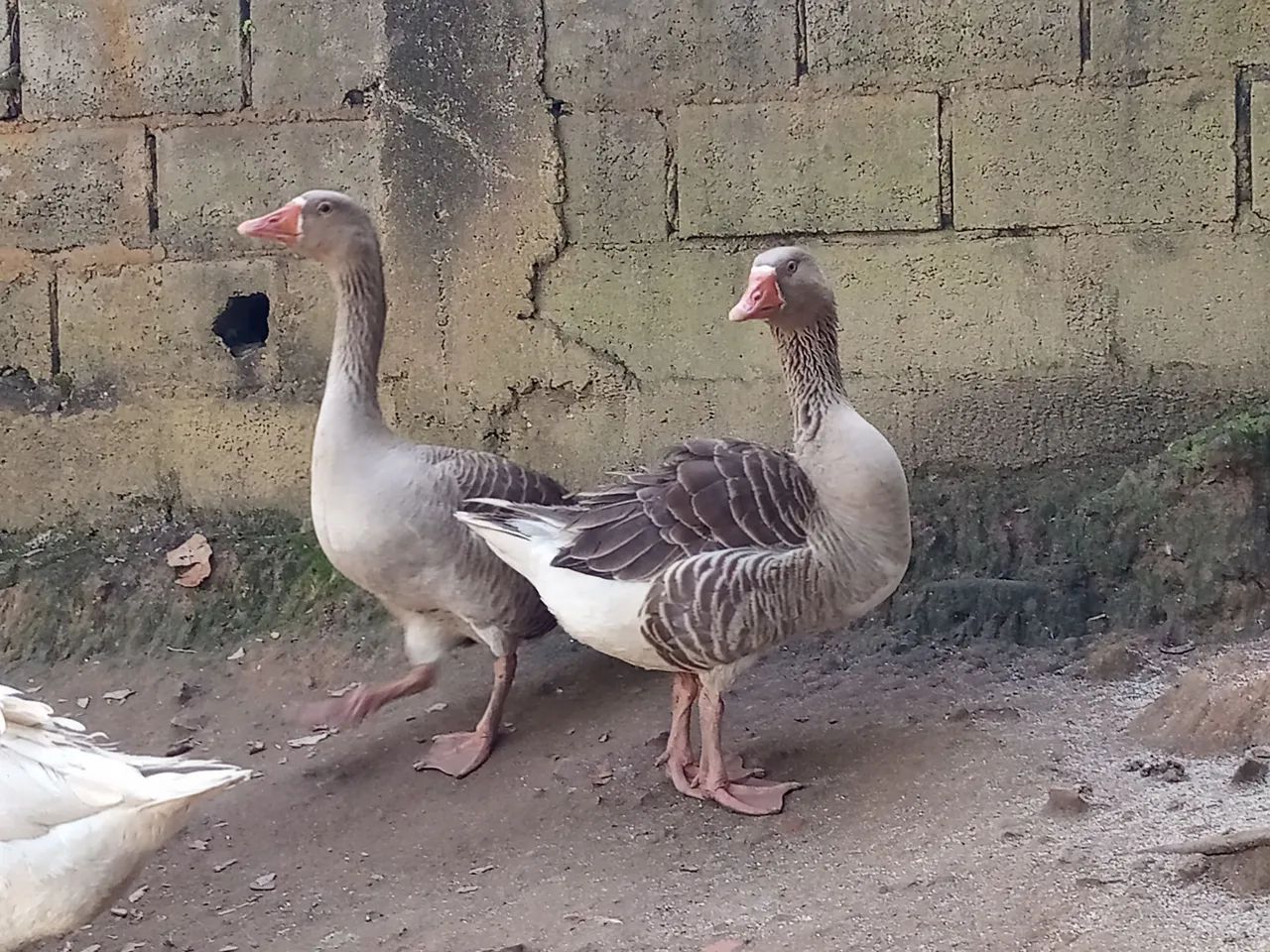 Gansos machos - Foto 4