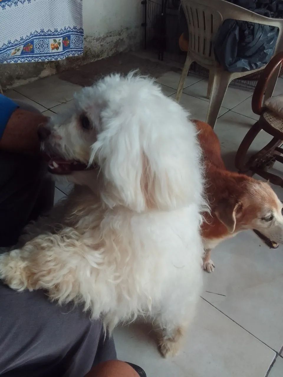 Verdes _Sem um cachorro pools  - Foto 3