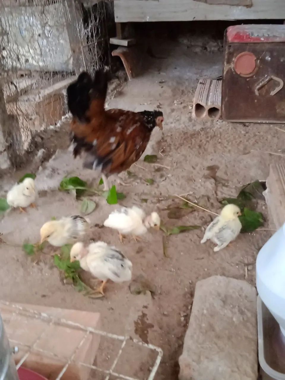 Galinha com pintinhos nagazaki  - Foto 5