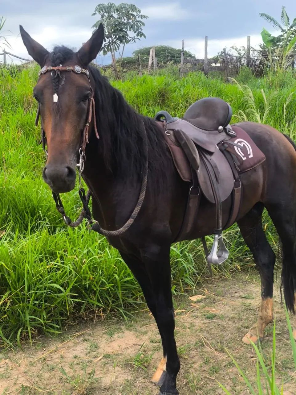 Cavalo mangalarga marchador 