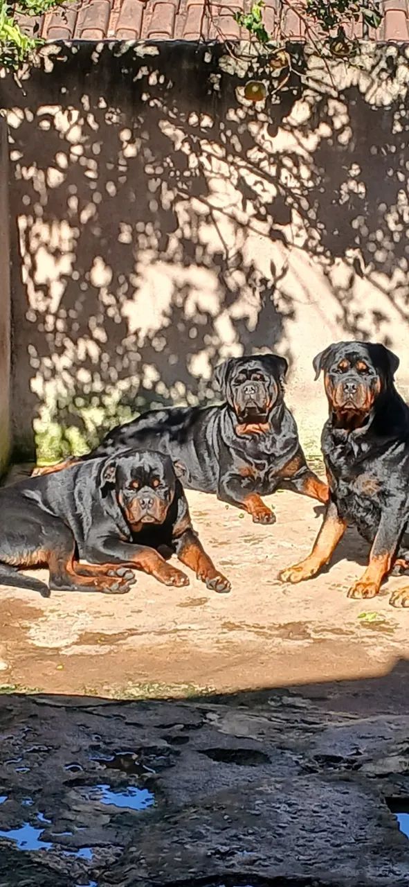 Rottweiler 