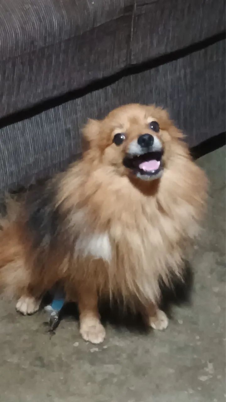 Cachorro 