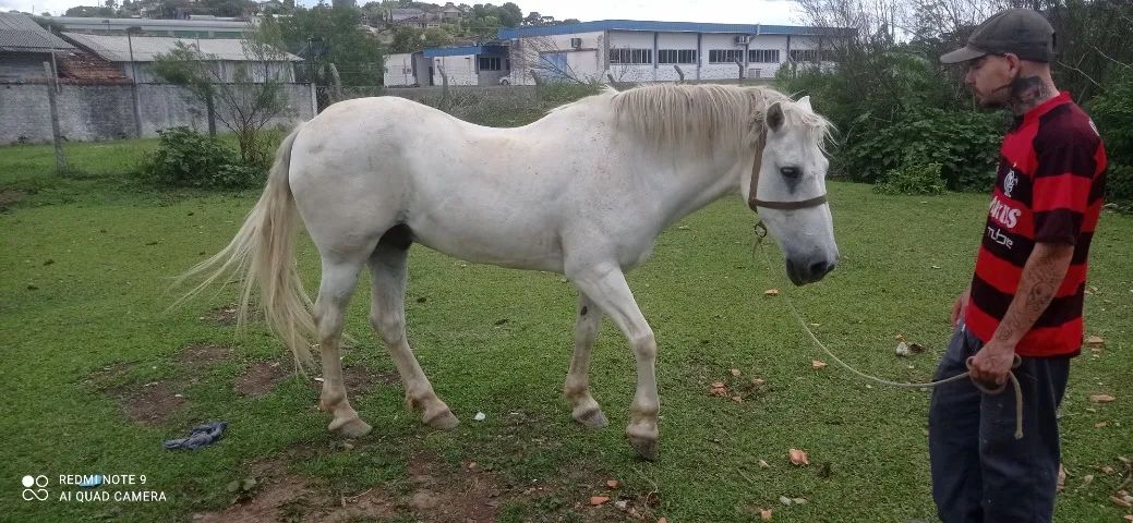 Cavalo Percheron. - Foto 4