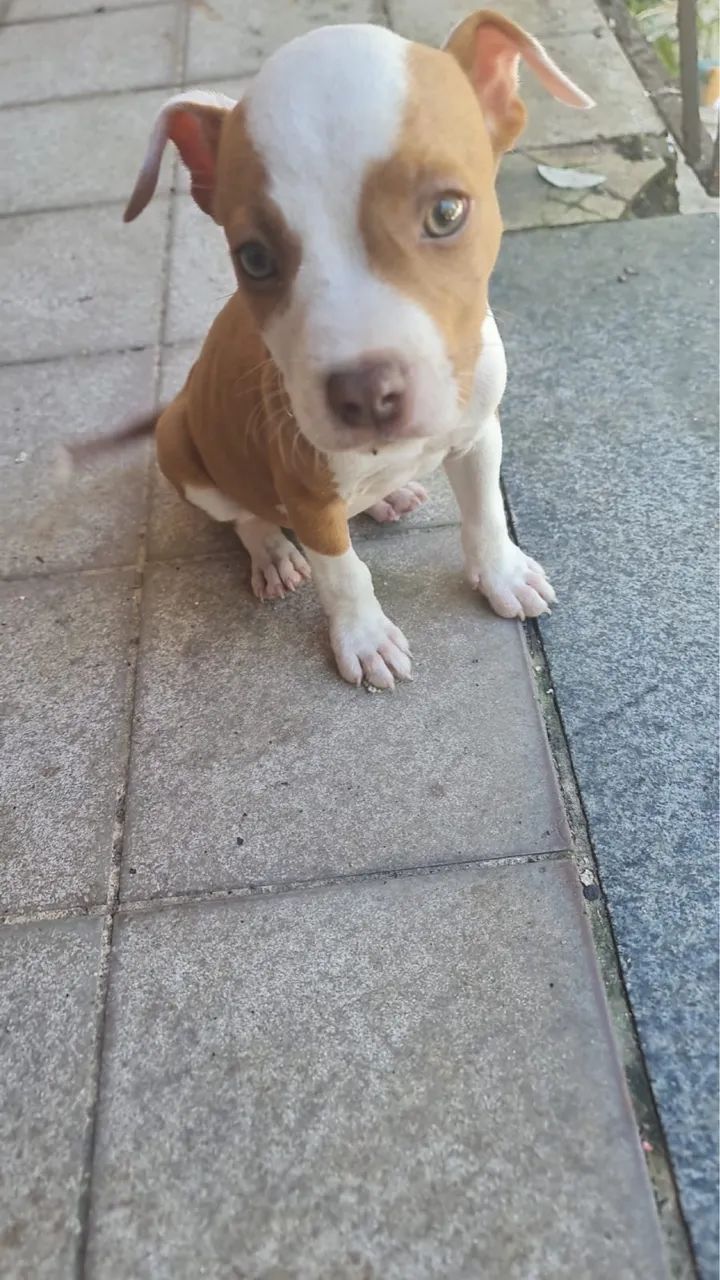 Pitbulls de raça