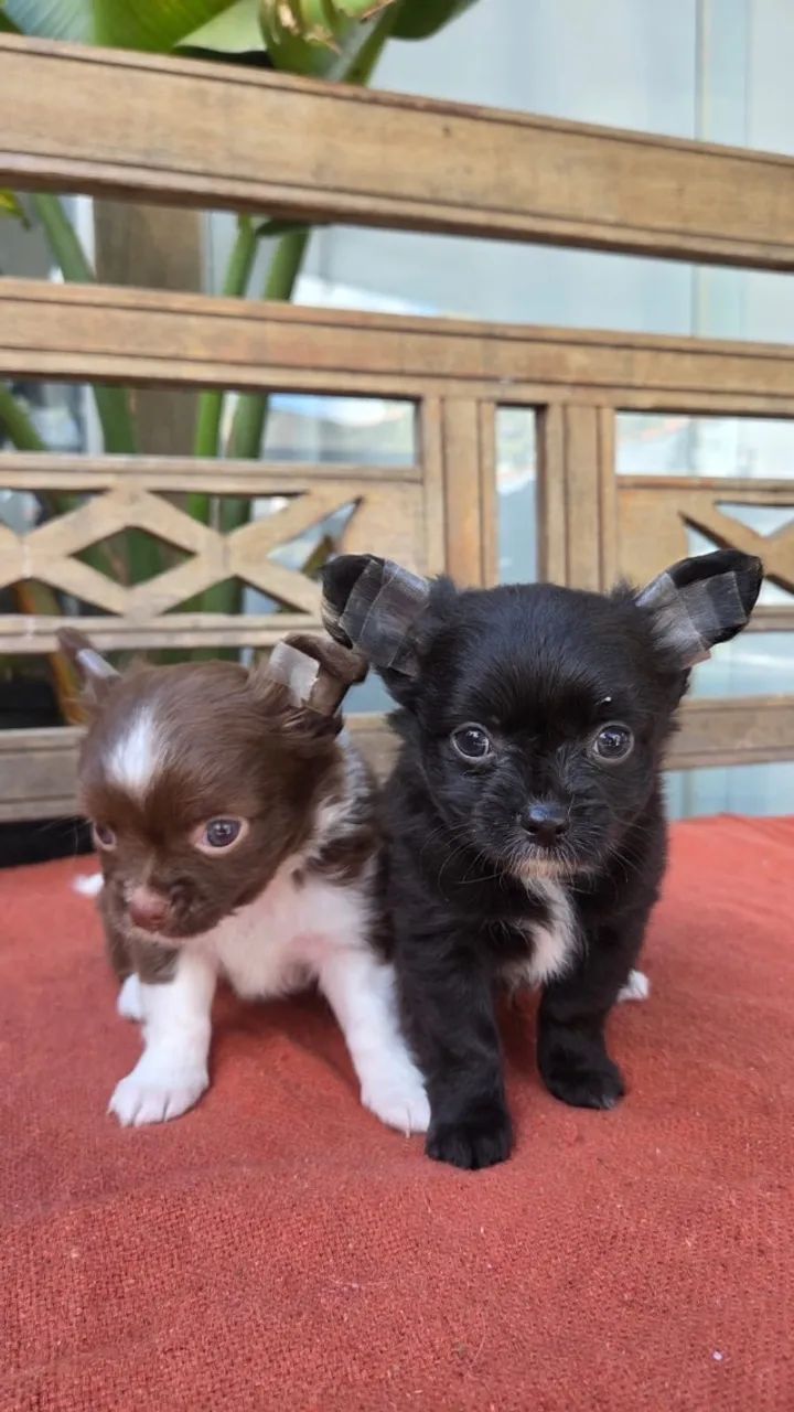 Chihuahua - Foto 5