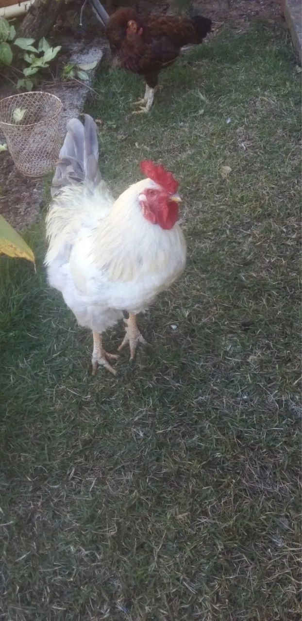 Galo Frango Brahma - Foto 2