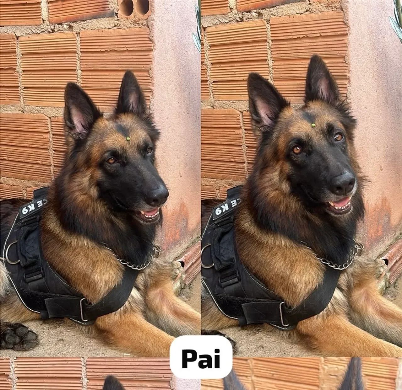 Pastor alemão puro  - Foto 2