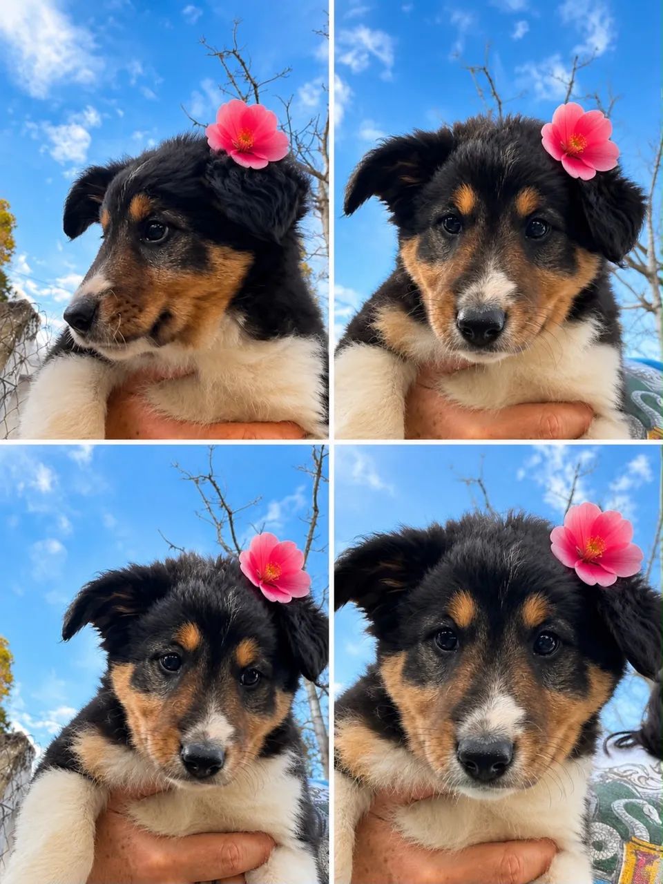 Filhotes de Border Collie com 2 meses - Foto 5