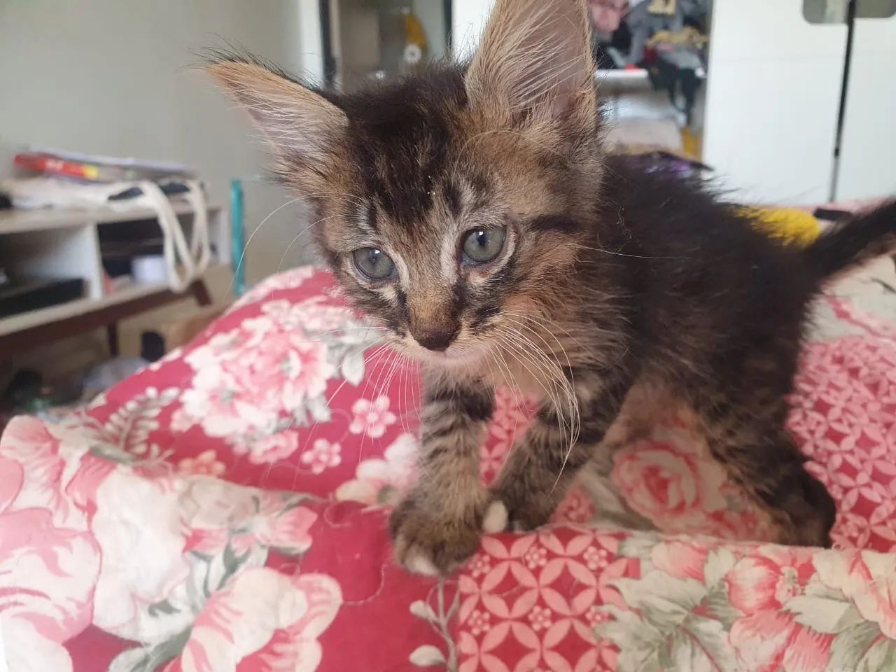 Filhotes de gato  - Foto 4