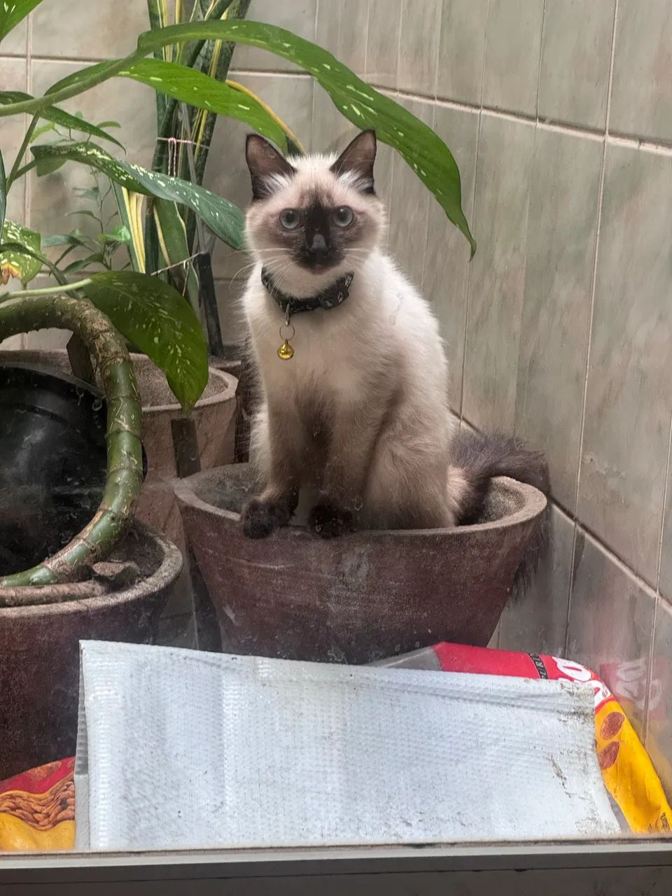 Animais - Foto 2