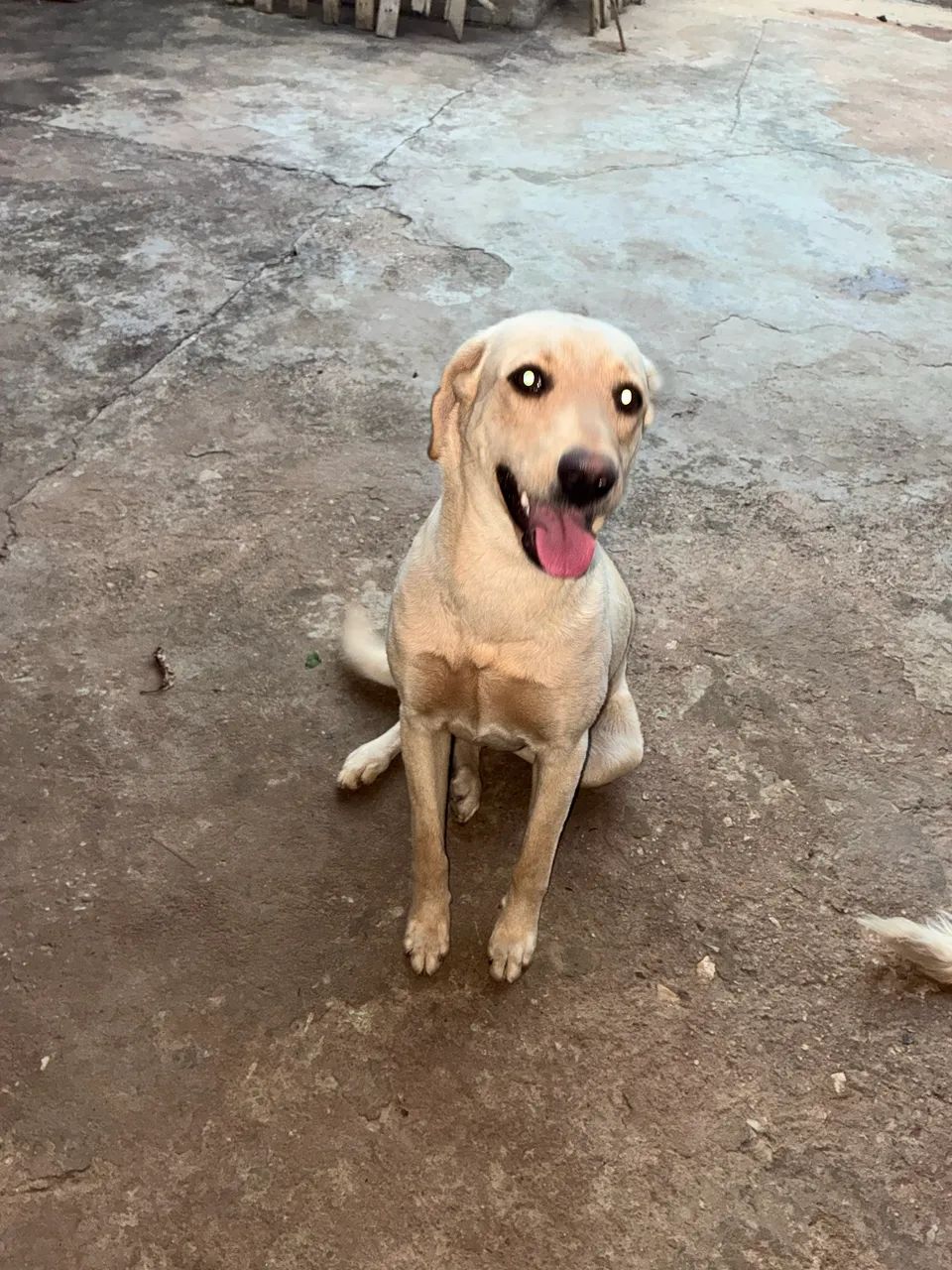 Doação Labrador 